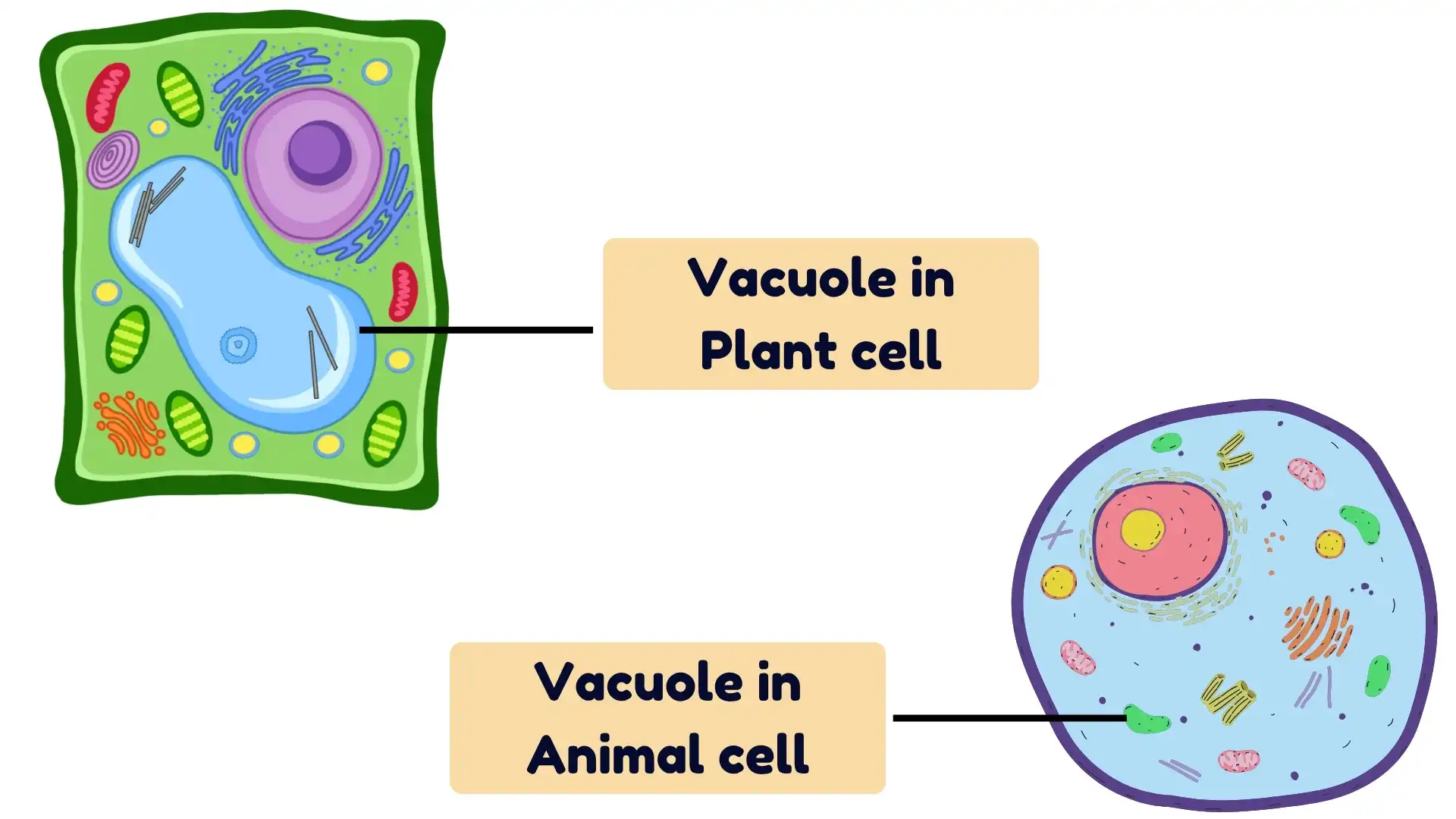 Vacuoles