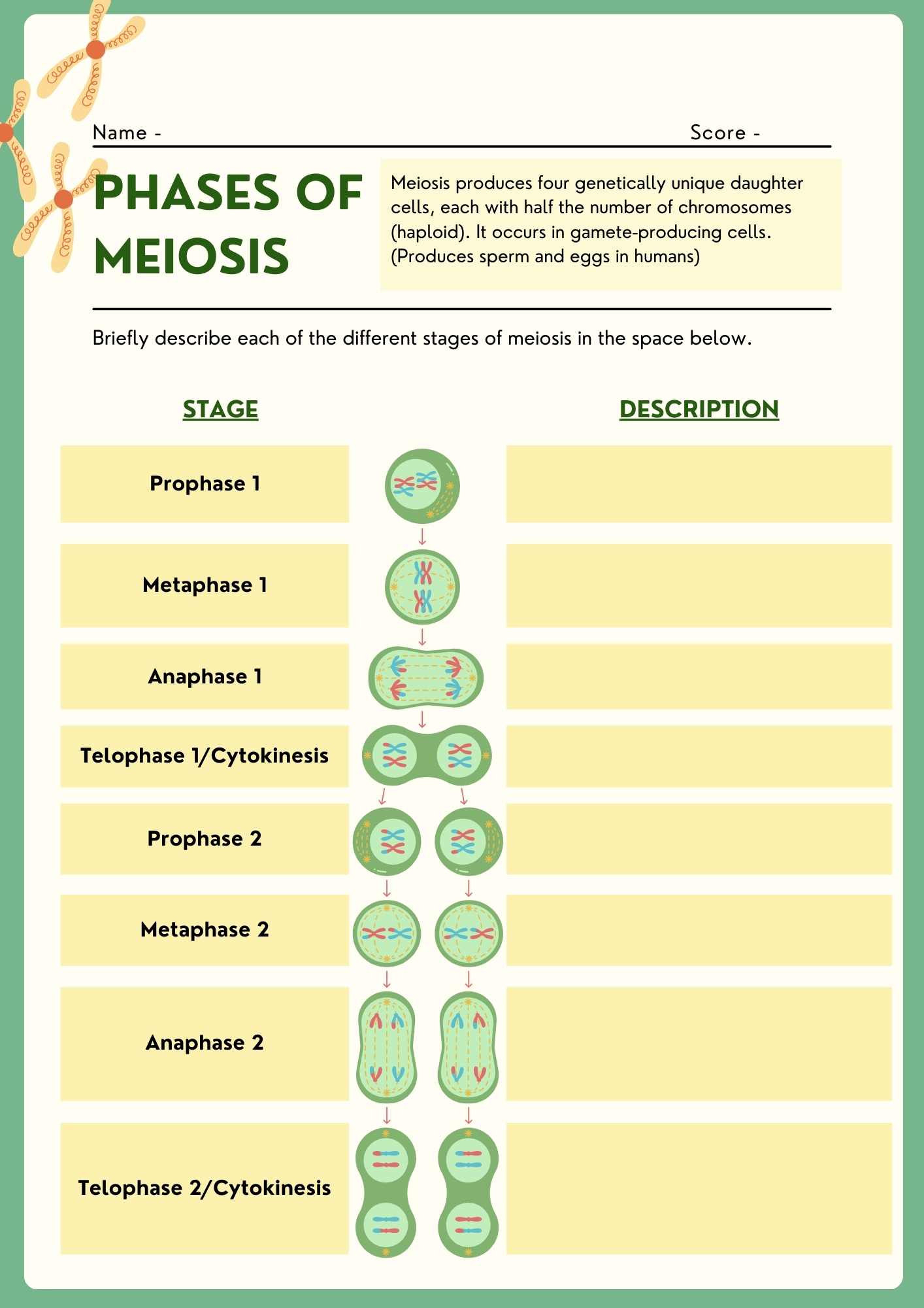 Cell Division Phases of Mitosis chart fill in activity sheet blank template with illustrations for students to complete stage descriptions