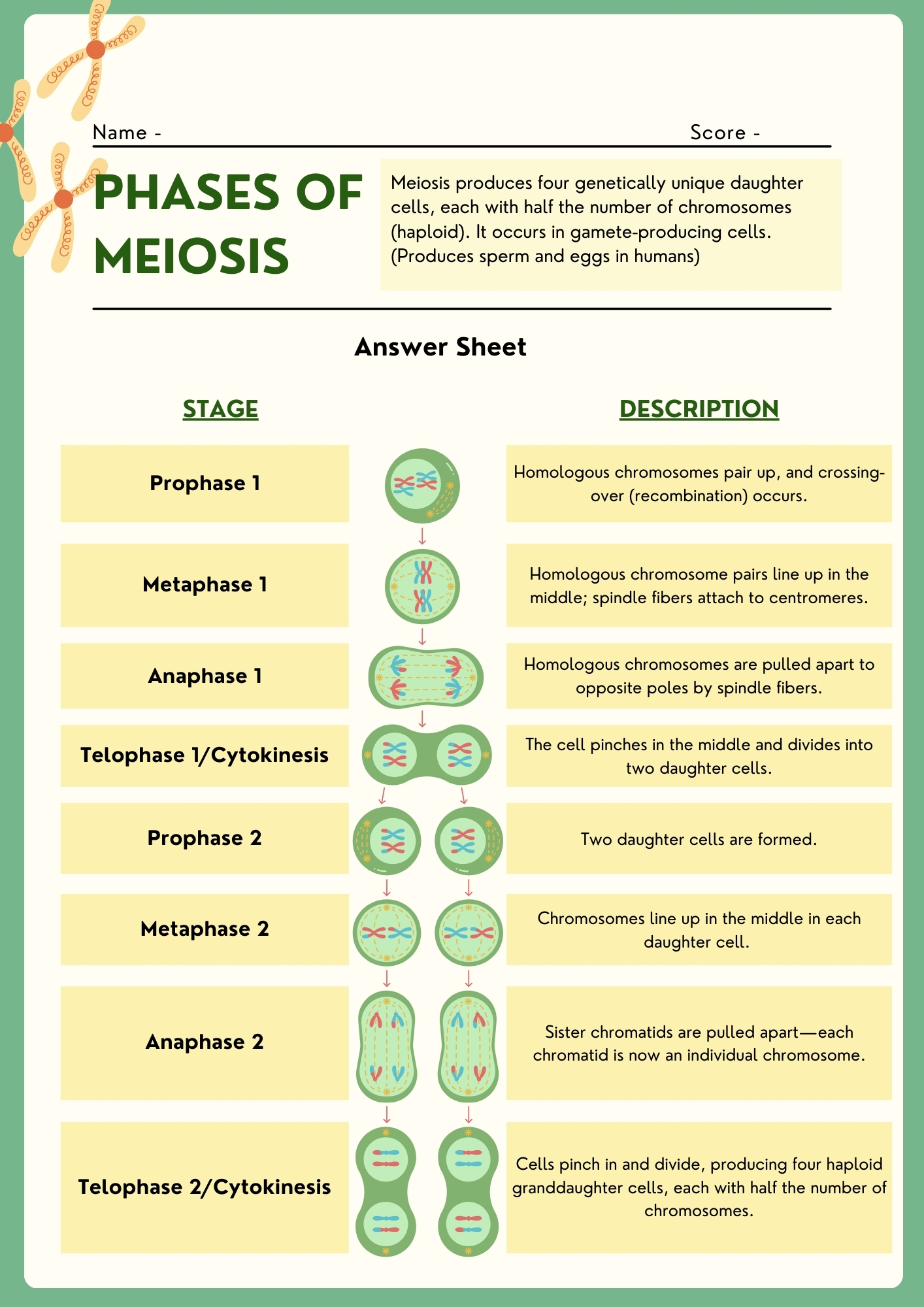Cell Division Phases of Mitosis chart fill in activity sheet complete answer key showing all stages with detailed descriptions and illustrations