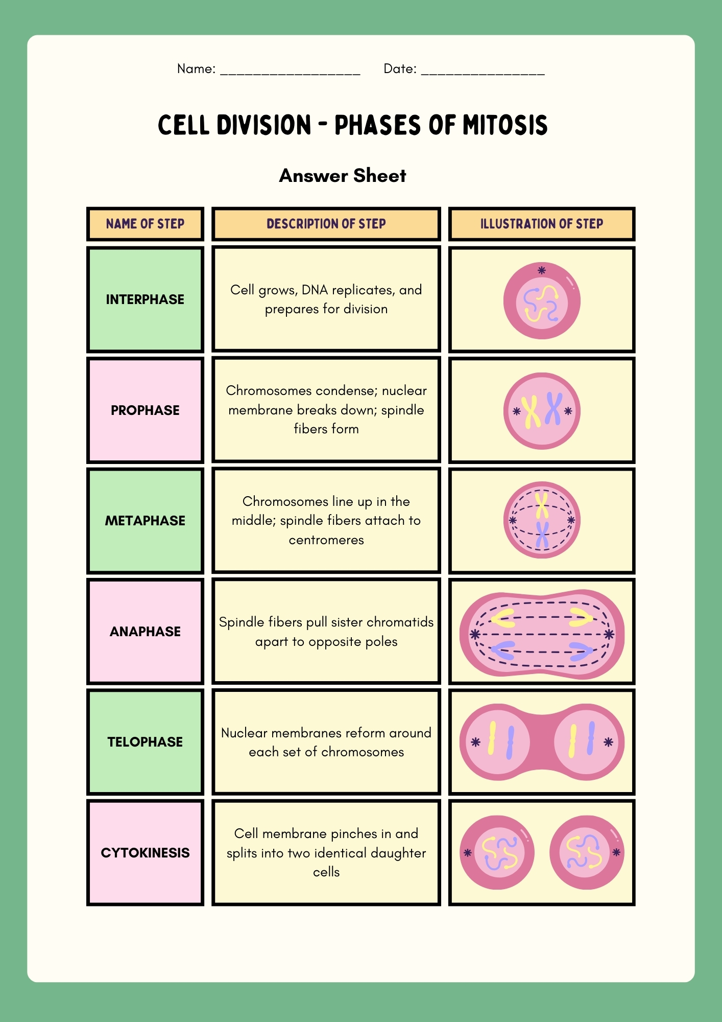 Cell Division Phases of Mitosis table activity sheet with answers showing interphase prophase metaphase anaphase telophase and cytokinesis descriptions and illustrations