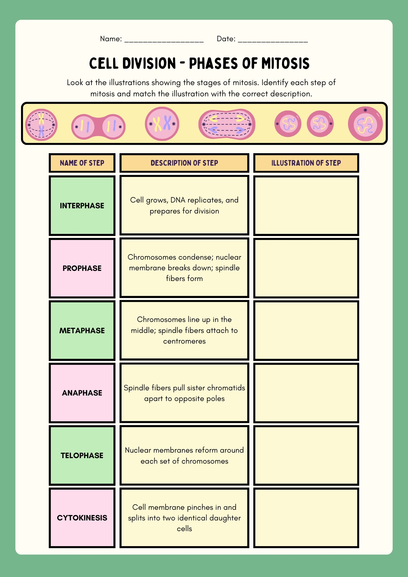 Cell Division Phases of Mitosis table activity sheet blank template for students to identify and match mitosis stages with illustrations and descriptions