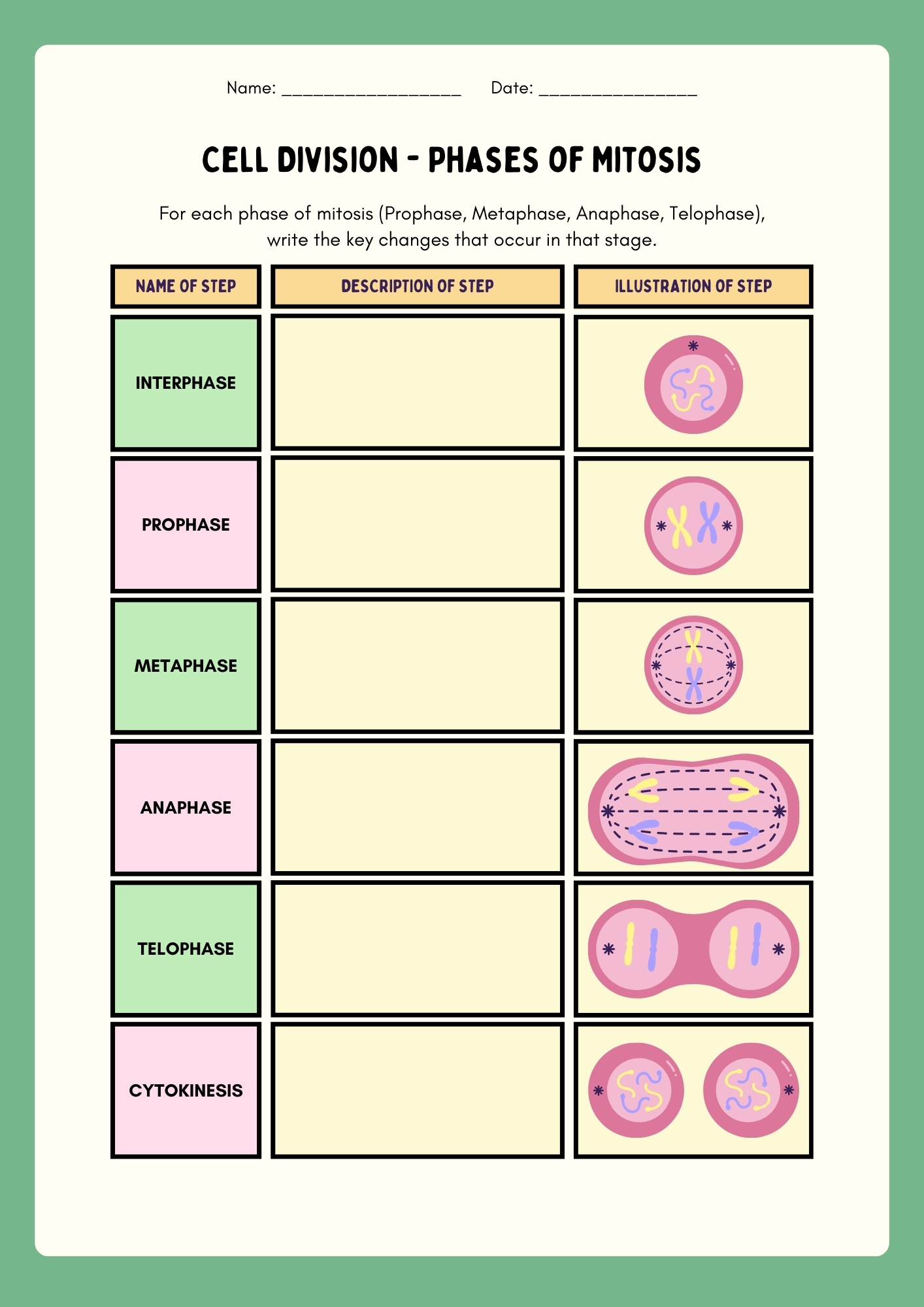 Cell Division Phases of Mitosis table activity sheet for writing key changes during prophase metaphase anaphase telophase with empty description boxes