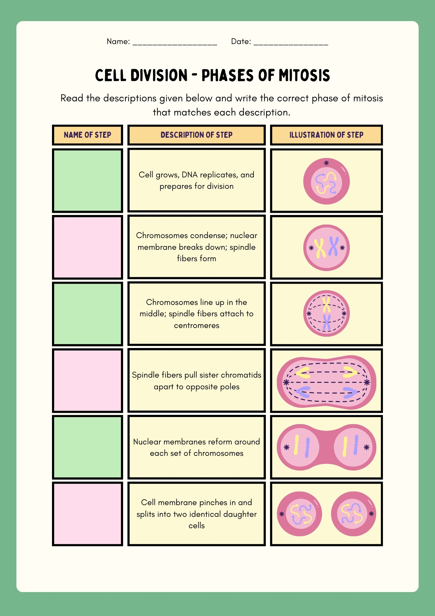 Cell Division Phases of Mitosis table activity sheet blank worksheet for reading descriptions and writing correct mitosis phase names