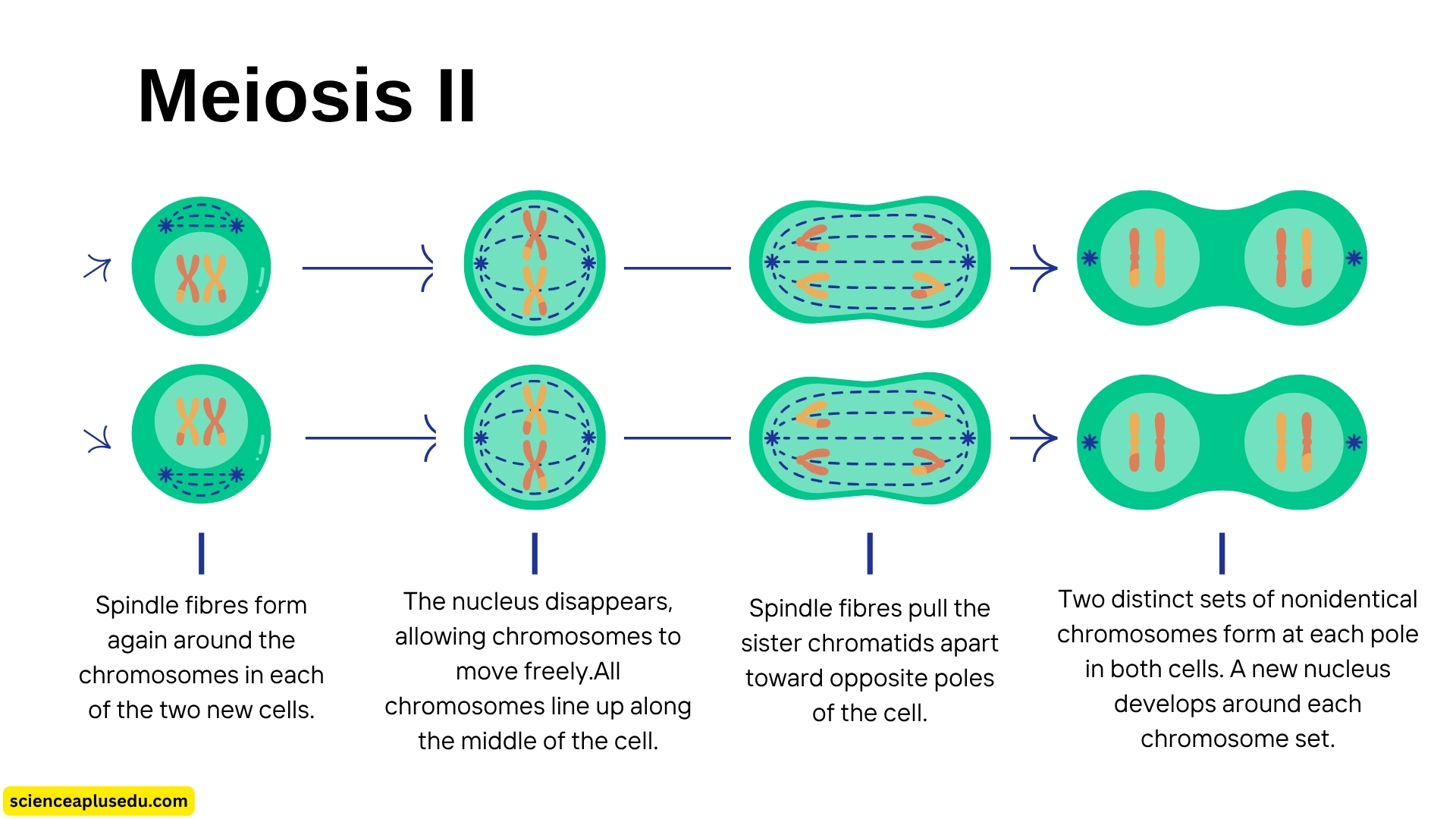 The meiosis II stages diagram with labelled illustration showing sister chromatids separation during prophase II metaphase II anaphase II and telophase II producing four haploid cells
