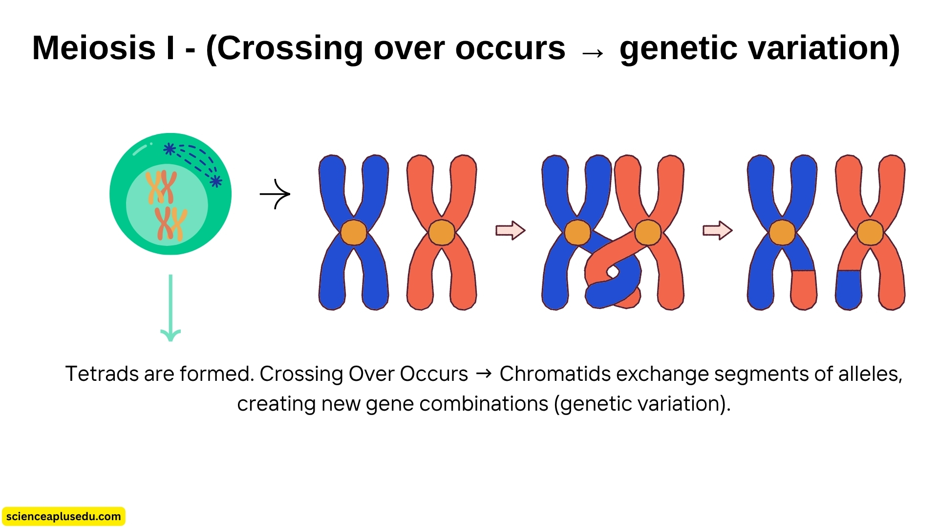 The meiosis I phases showing how crossing over occurs during prophase with genetic recombination and chromosome exchange creating genetic variation