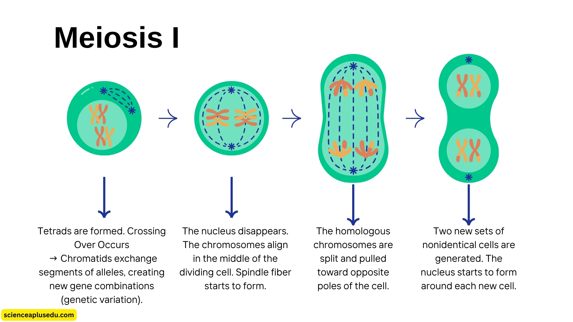 The meiosis I stages diagram provides a clear and detailed illustration of prophase I metaphase I anaphase I and telophase I with homologous chromosome separation
