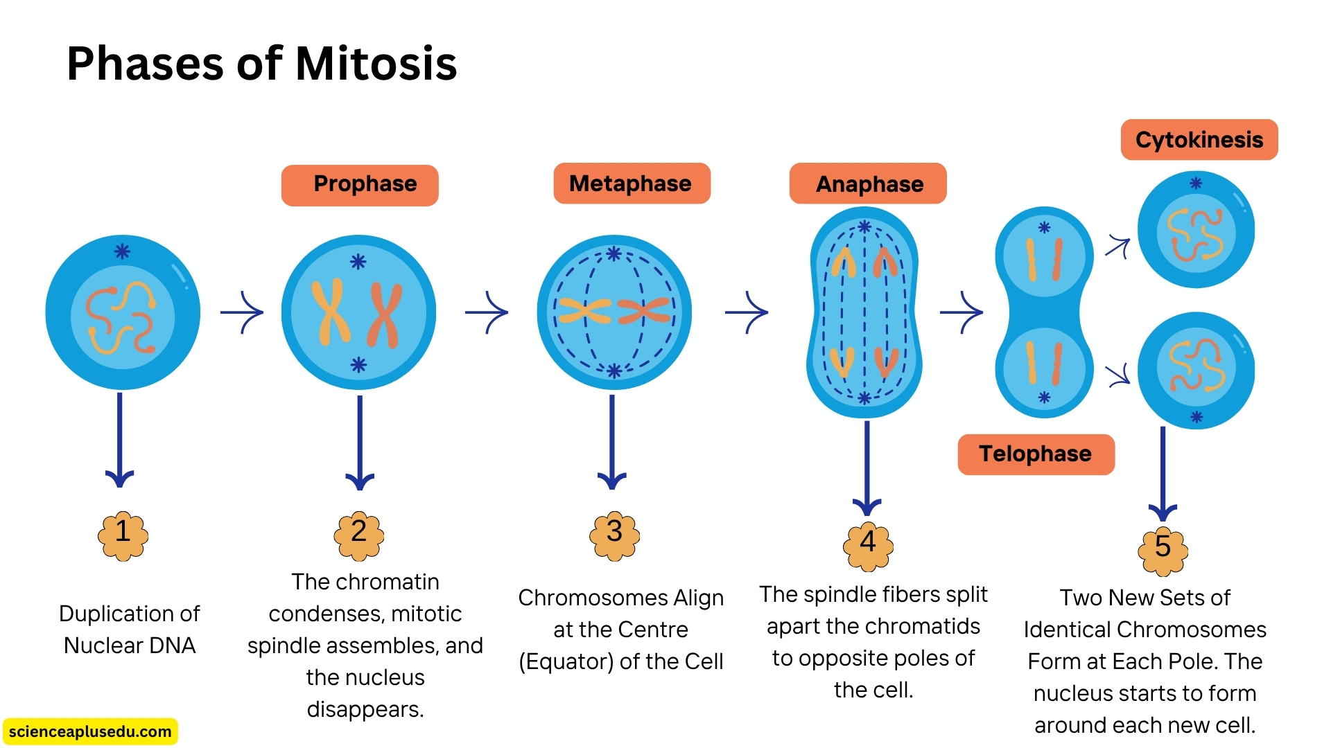 The phases of mitosis stages diagram showing visual representation of mitosis prophase metaphase anaphase telophase and cytokinesis with cell division process