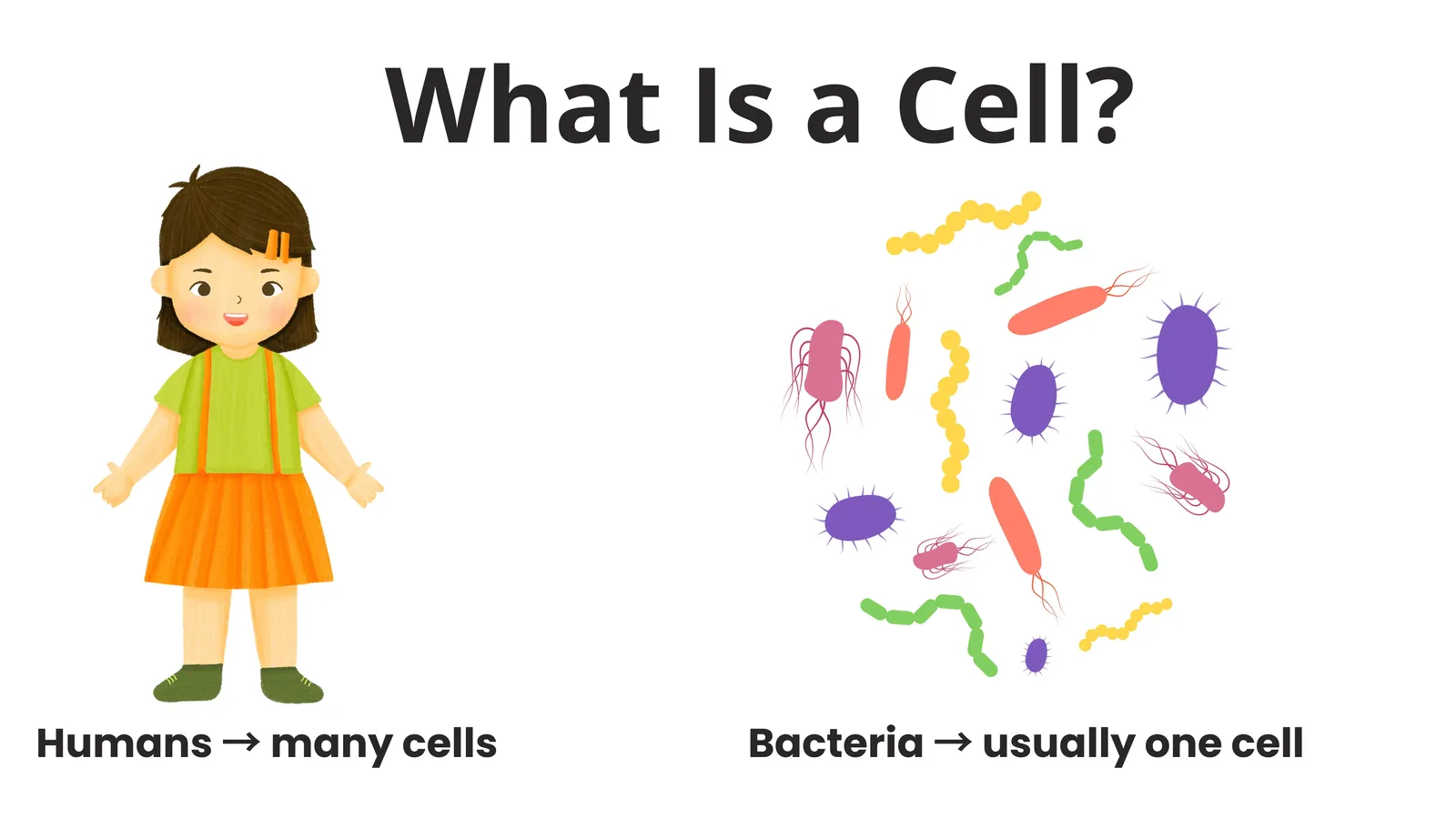 Humans are made of many cells while bacteria are usually just one cell