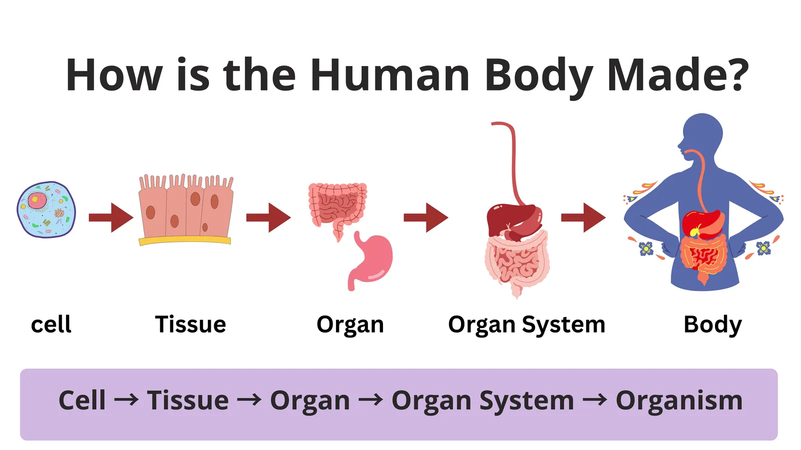 How the human body is made: cell to tissue to organ to organ system to organism