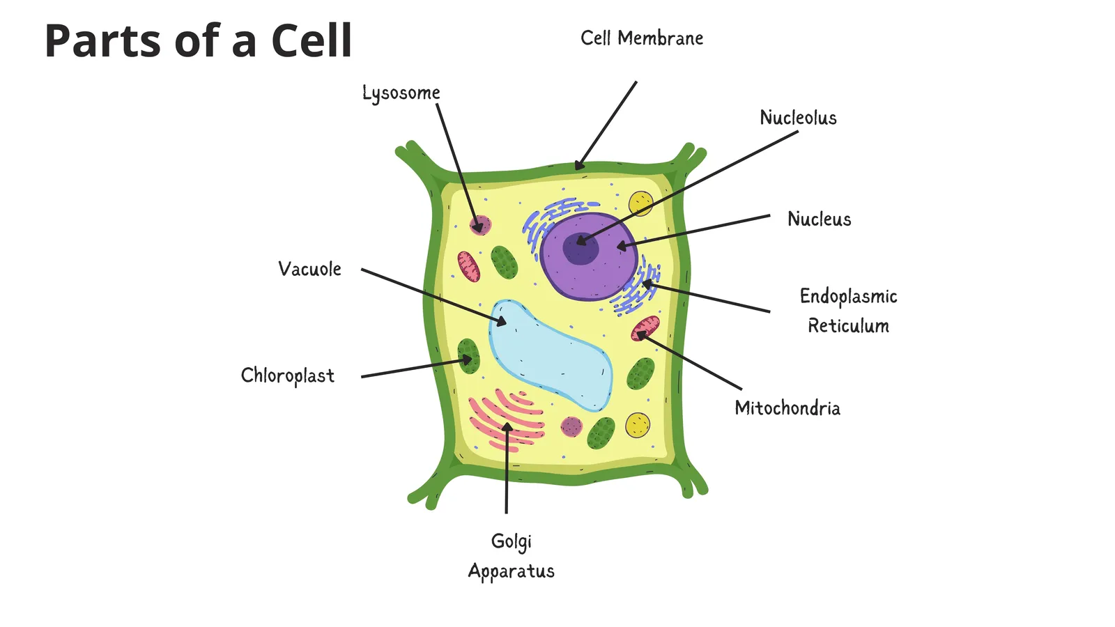 Labelled plant cell diagram: cell wall, cell membrane, nucleus, chloroplast, vacuole, mitochondria, Golgi apparatus