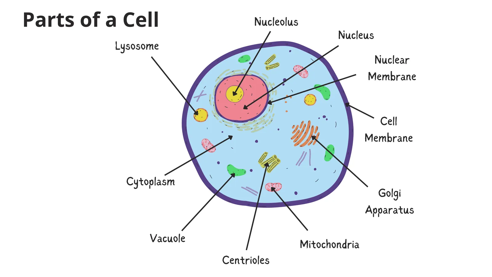 Labelled animal cell diagram: nucleus, nucleolus, mitochondria, Golgi apparatus, lysosome, centrioles, vacuole