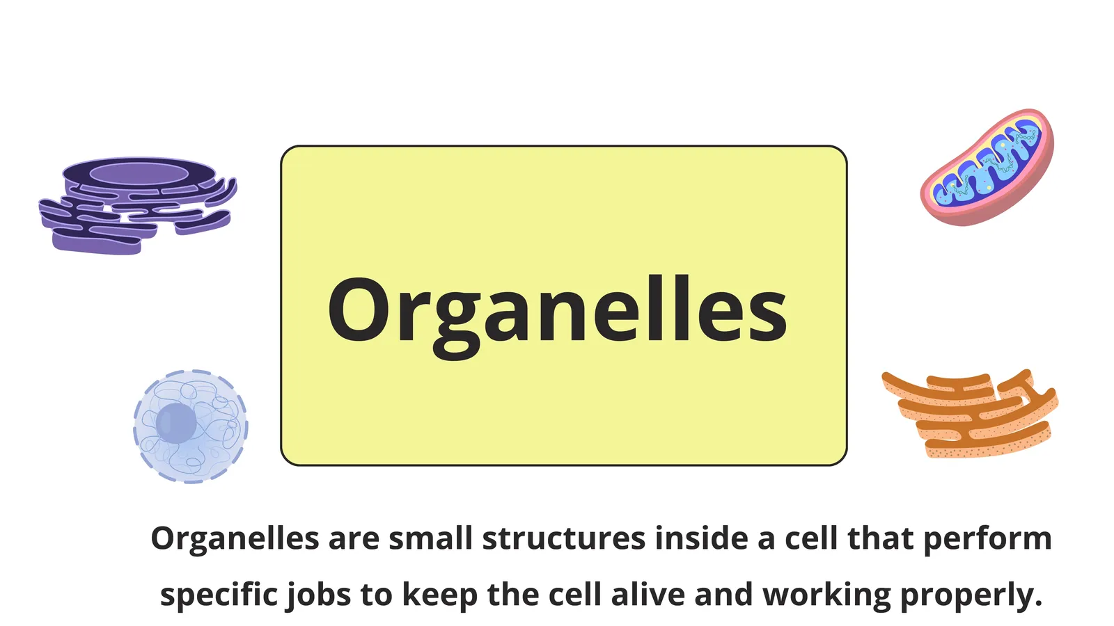 Organelles are small structures inside a cell that perform specific jobs to keep the cell alive