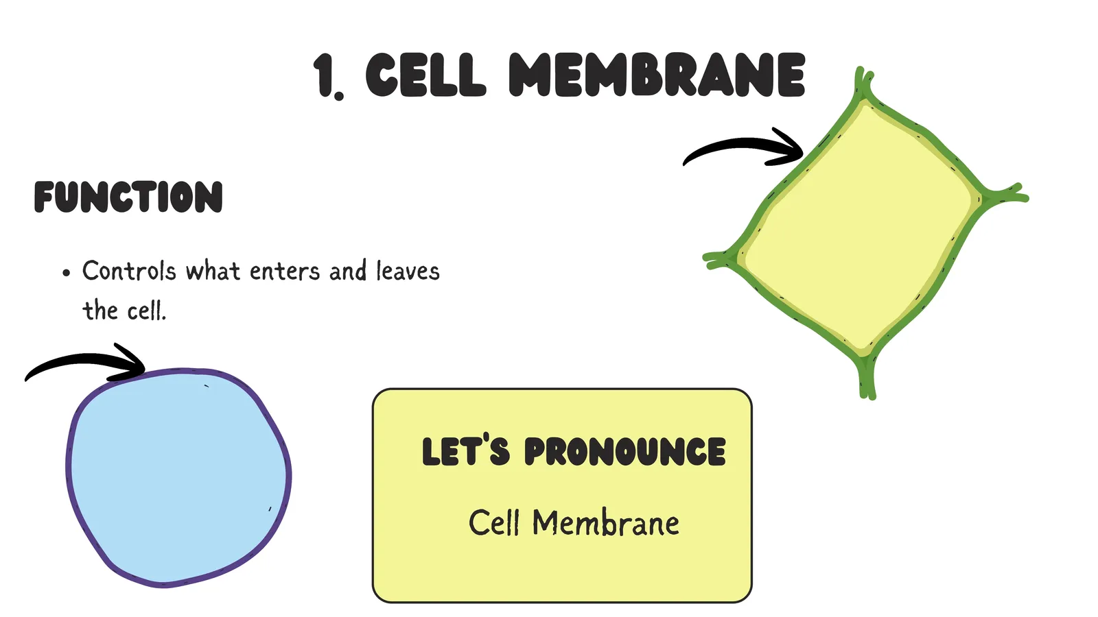 The cell membrane controls what enters and leaves the cell