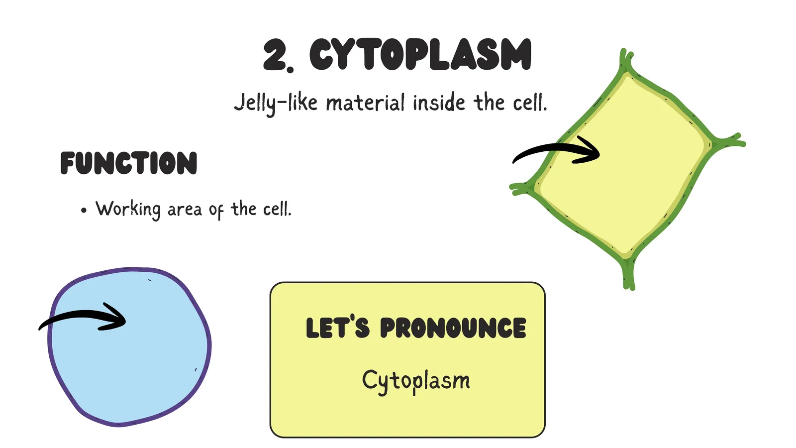 Cytoplasm is the jelly-like material inside the cell and the working area of the cell