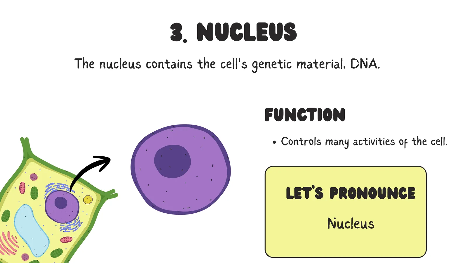 The nucleus contains the cell's genetic material, DNA, and controls many activities of the cell