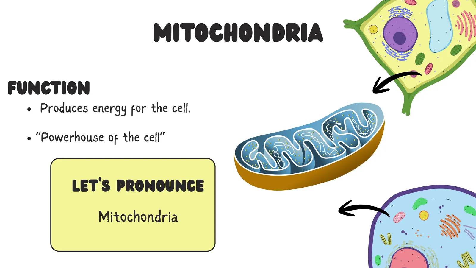 Mitochondria produce energy for the cell and are called the powerhouse of the cell