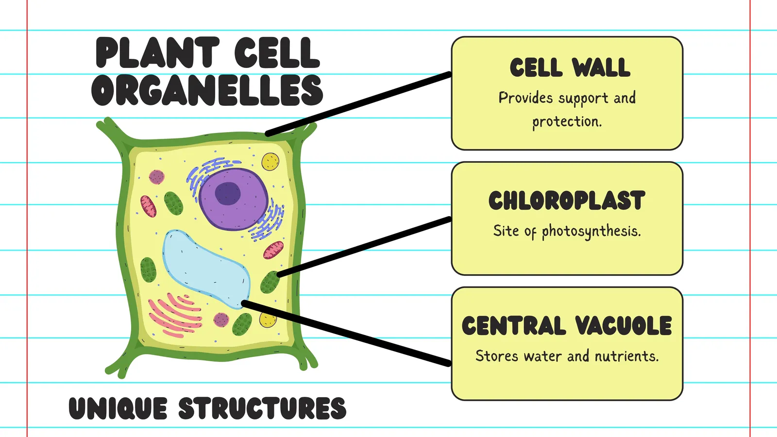 Unique plant cell structures: cell wall for support, chloroplast for photosynthesis, central vacuole stores water and nutrients