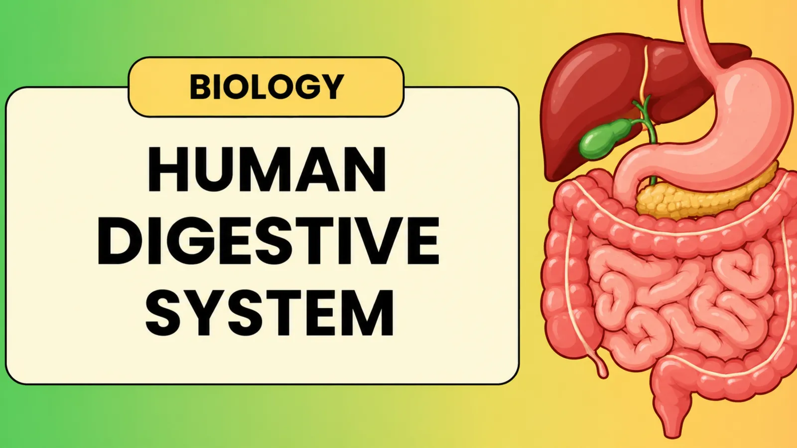 Human digestive system title slide showing the liver, stomach, gallbladder, pancreas and intestines