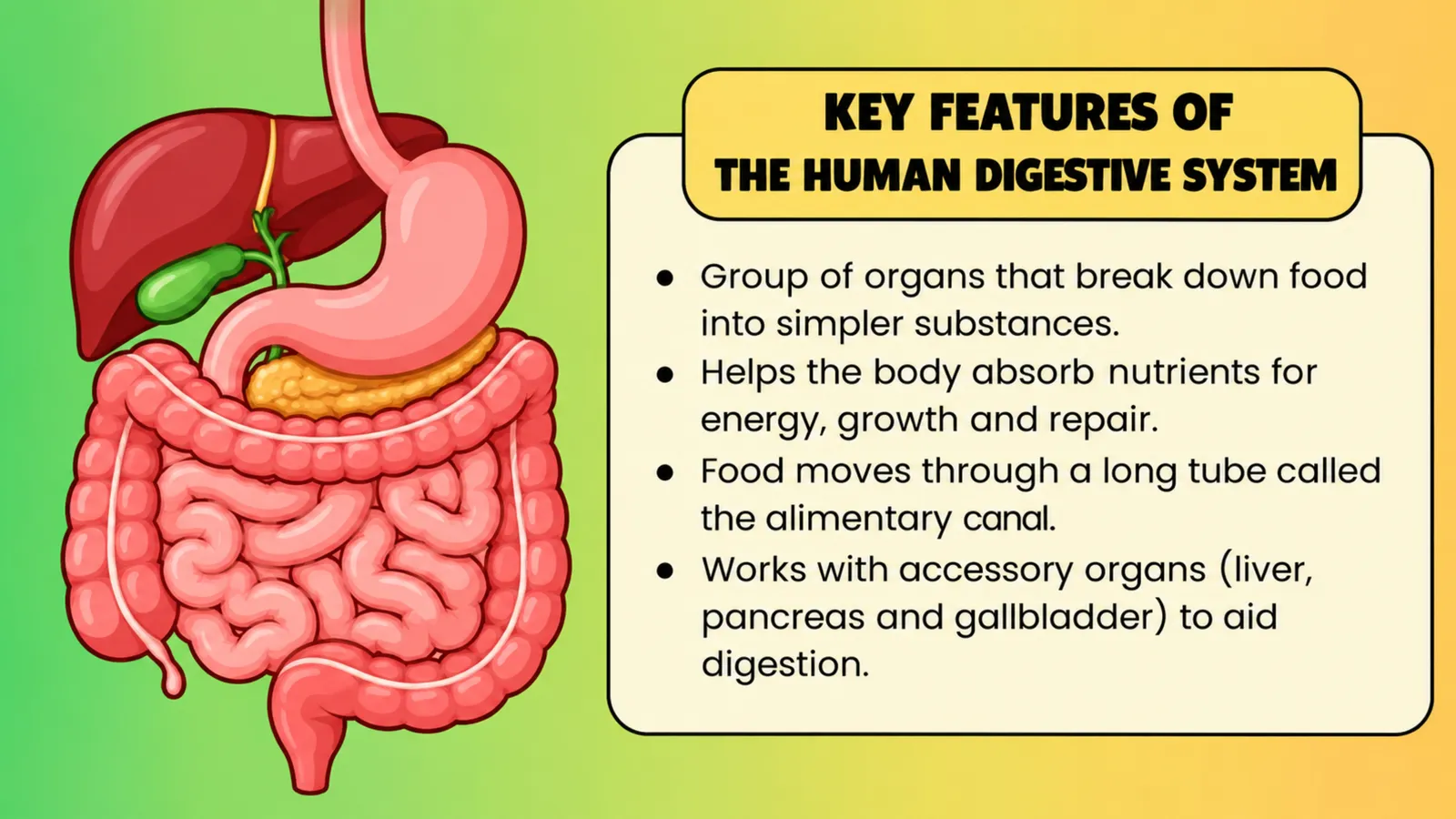 Key features of the human digestive system: breaks food into simpler substances, food moves through the alimentary canal, accessory organs aid digestion