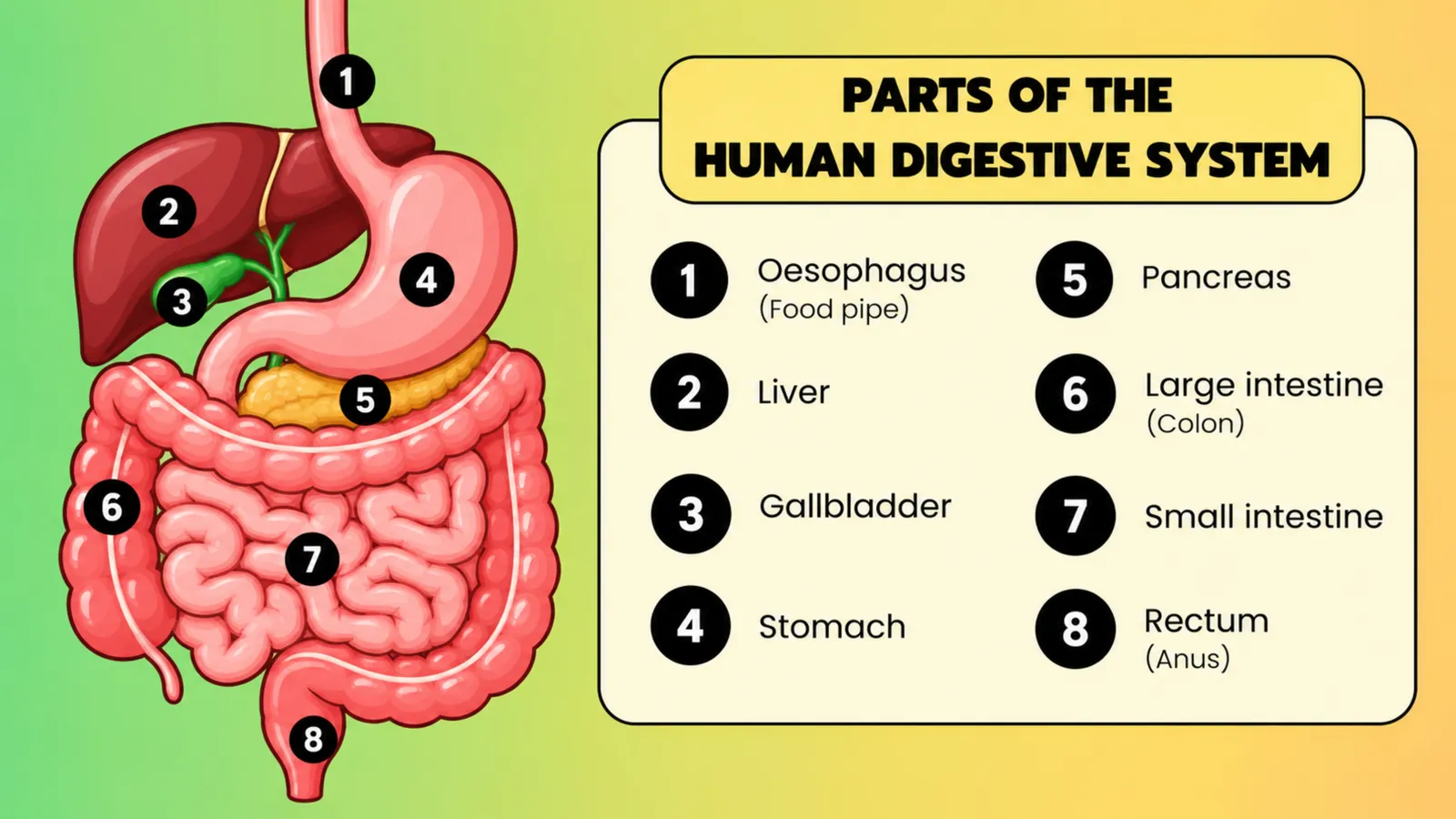 Labelled diagram of the eight main parts: oesophagus, liver, gallbladder, stomach, pancreas, large intestine, small intestine and rectum