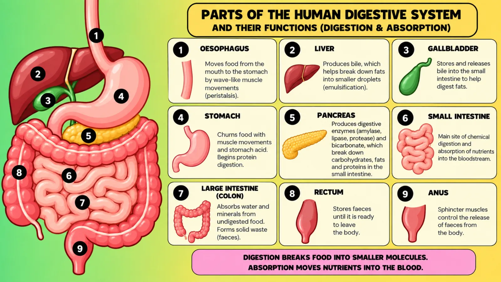 Parts of the human digestive system and their functions in digestion and absorption, from the oesophagus to the anus