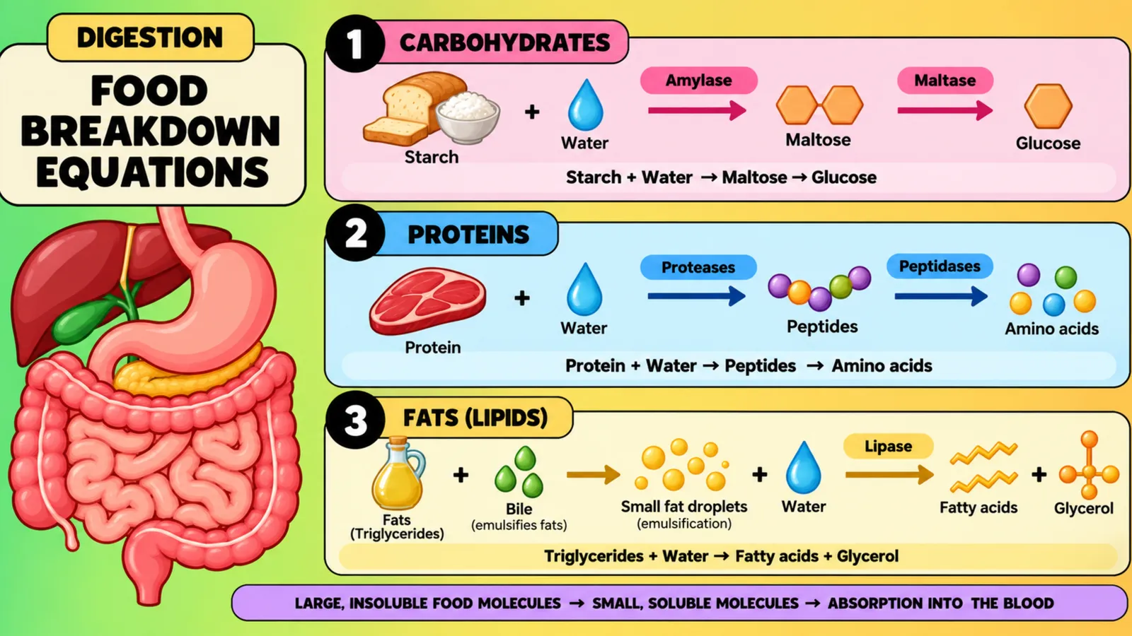 Food breakdown equations: starch to maltose to glucose, protein to peptides to amino acids, fats emulsified by bile then lipase gives fatty acids and glycerol