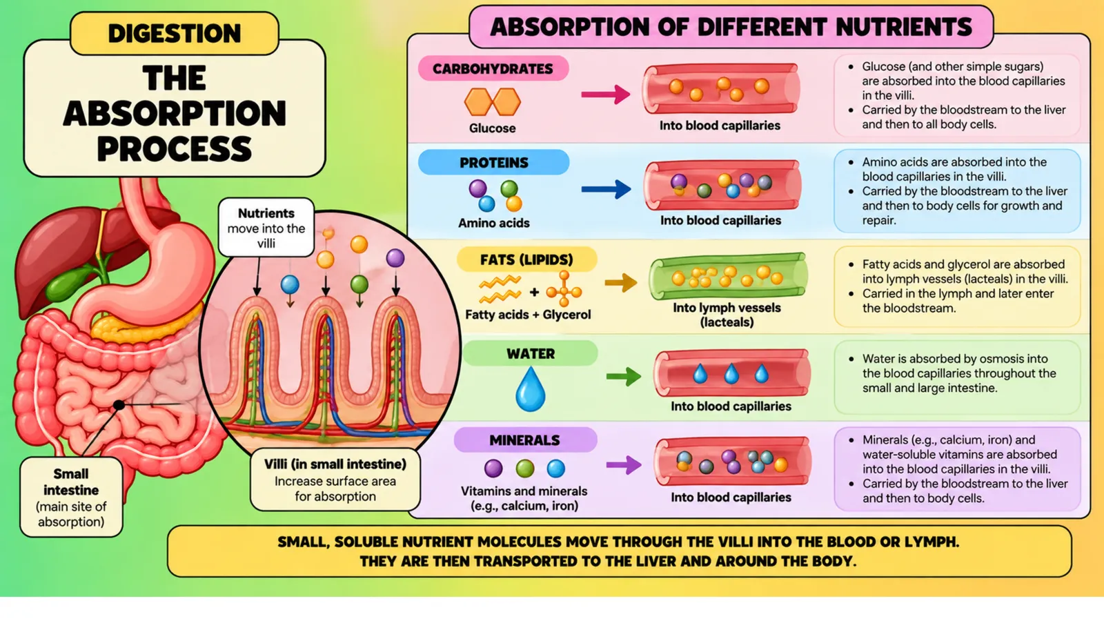 The absorption process: how carbohydrates, proteins, fats, water and minerals are absorbed through the villi of the small intestine into the blood or lymph