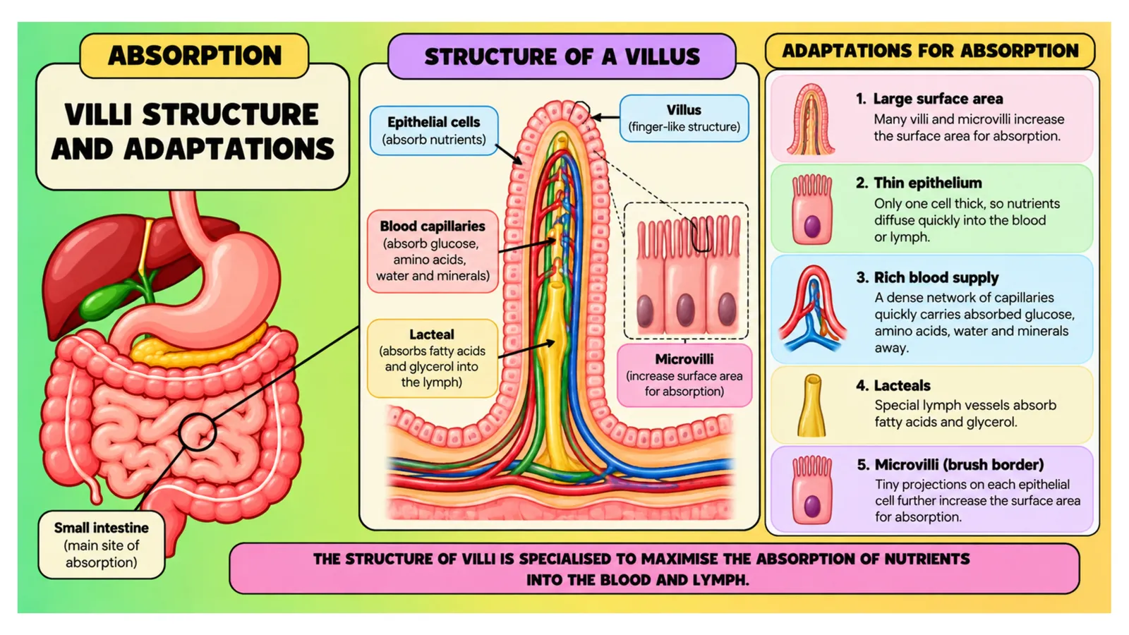 Structure of a villus and its adaptations for absorption: large surface area, thin epithelium, rich blood supply, lacteals and microvilli