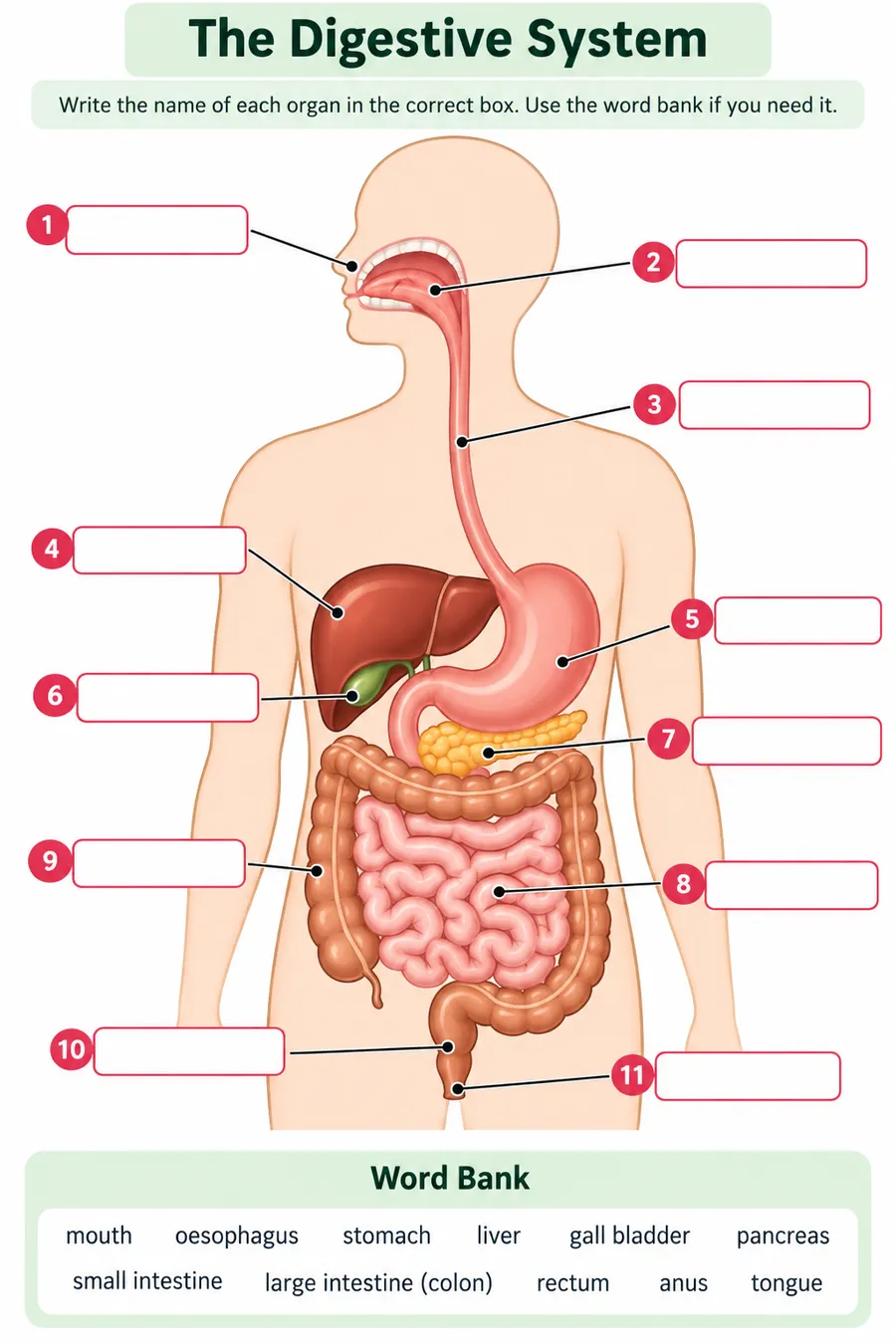 Label the Digestive System worksheet preview
