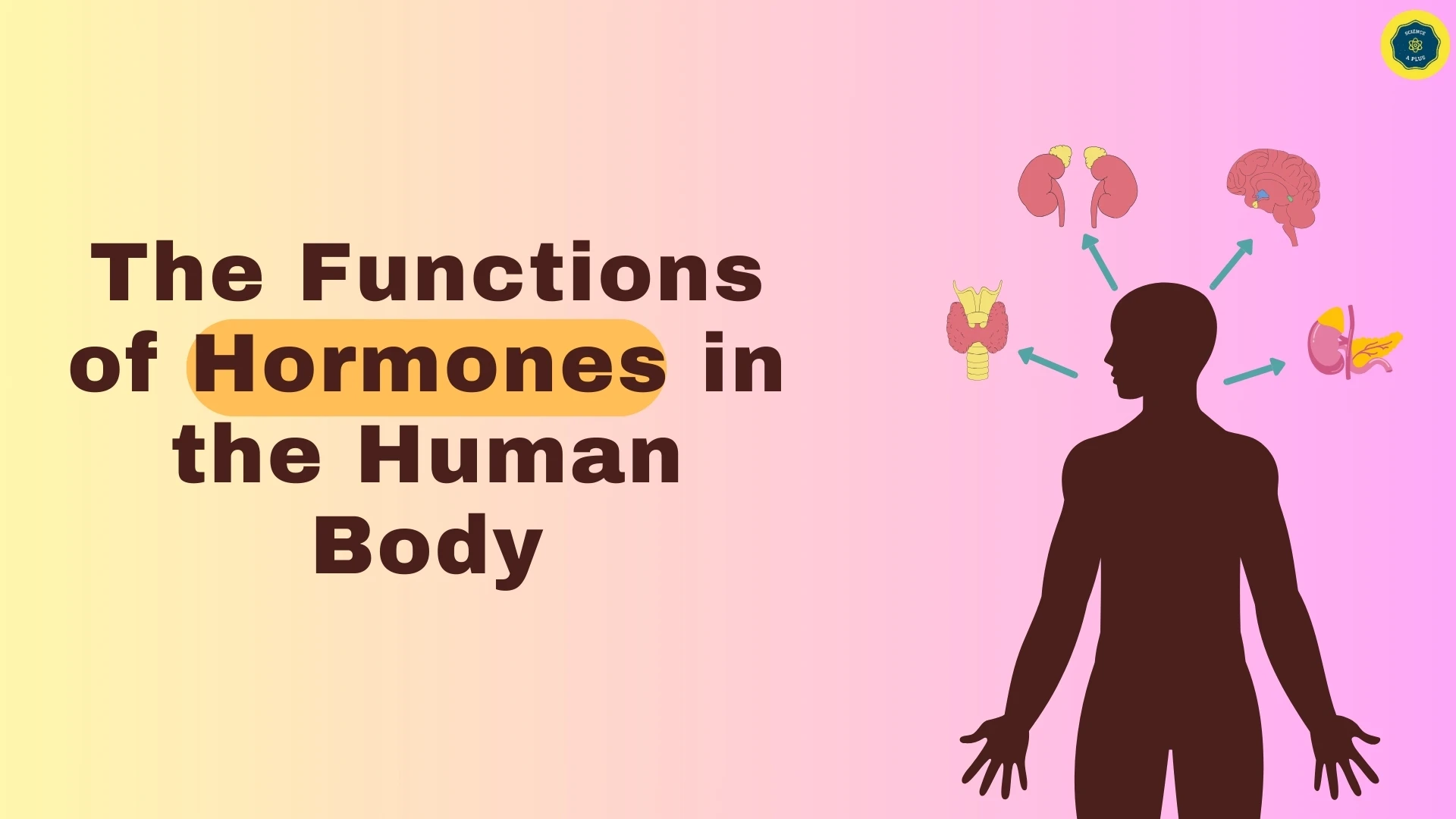 Functions of Hormones in Human Body