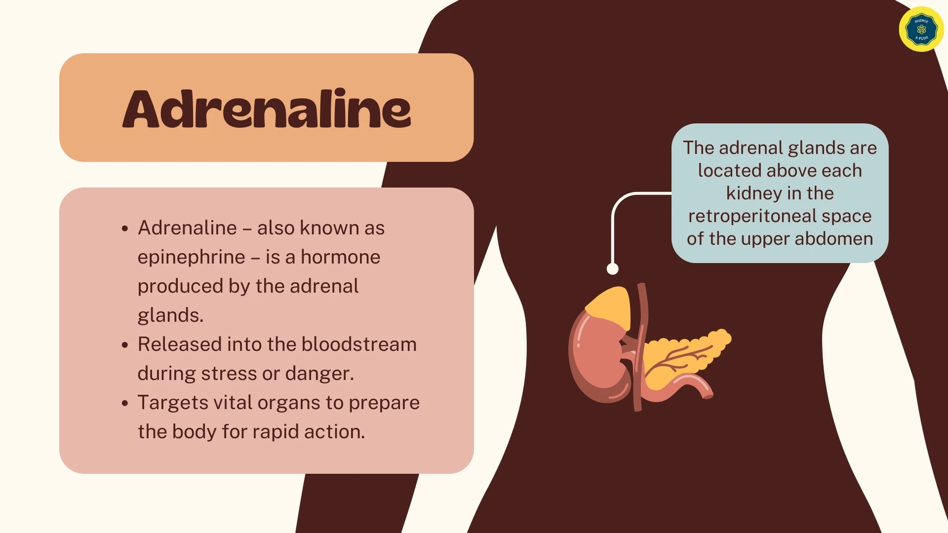 Adrenaline Introduction