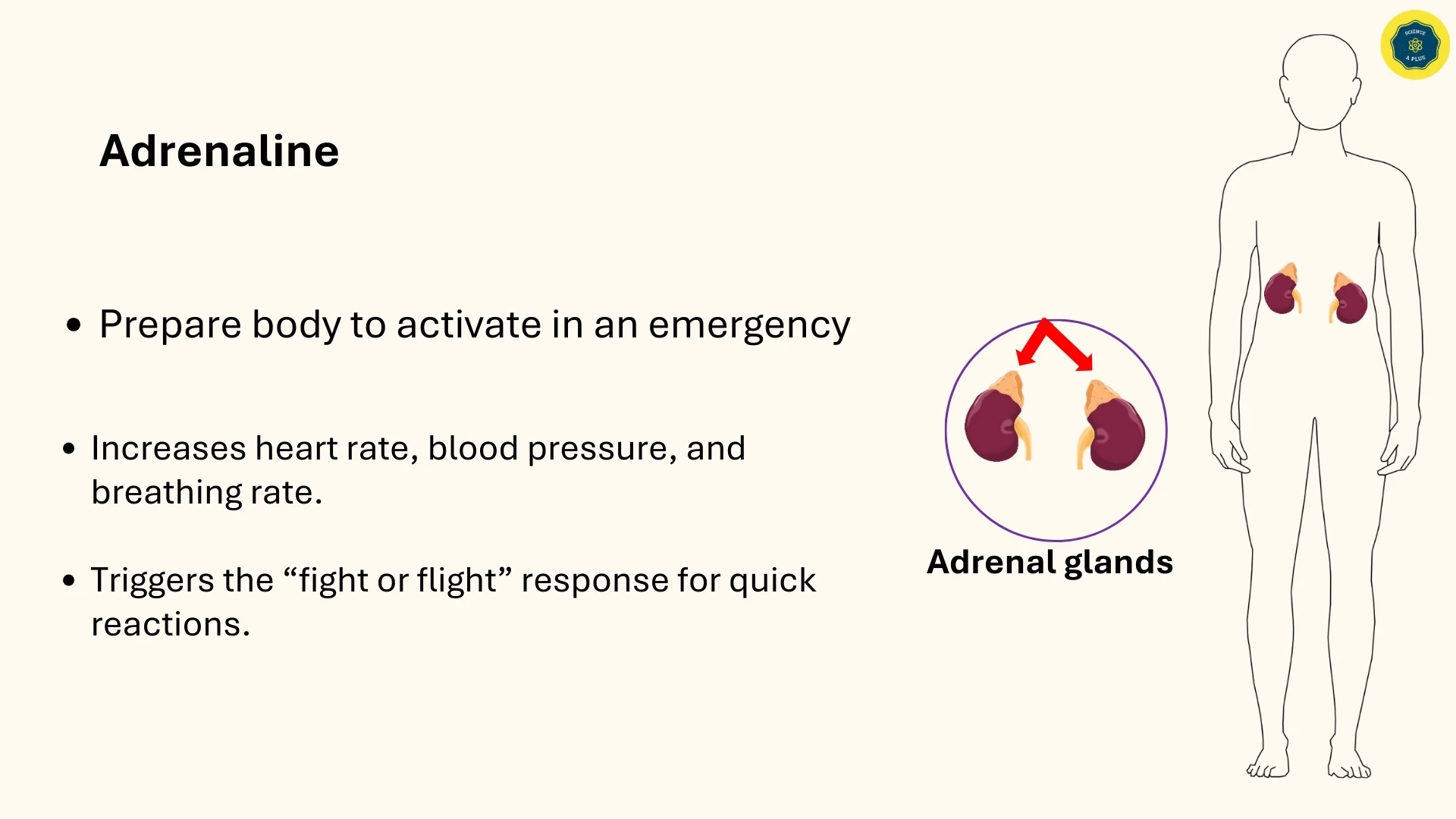 Adrenaline Functions
