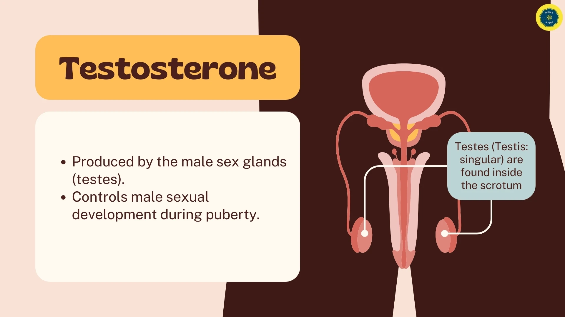 Testosterone Introduction
