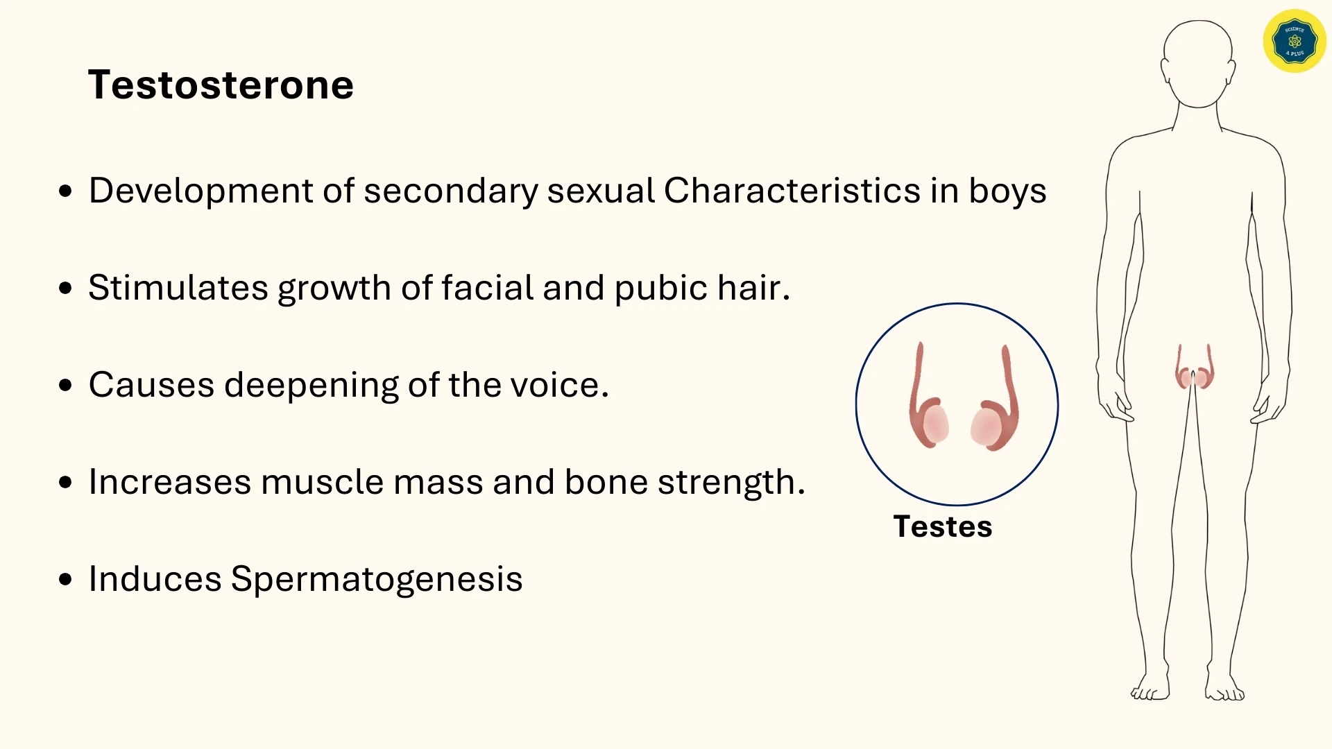 Testosterone Functions
