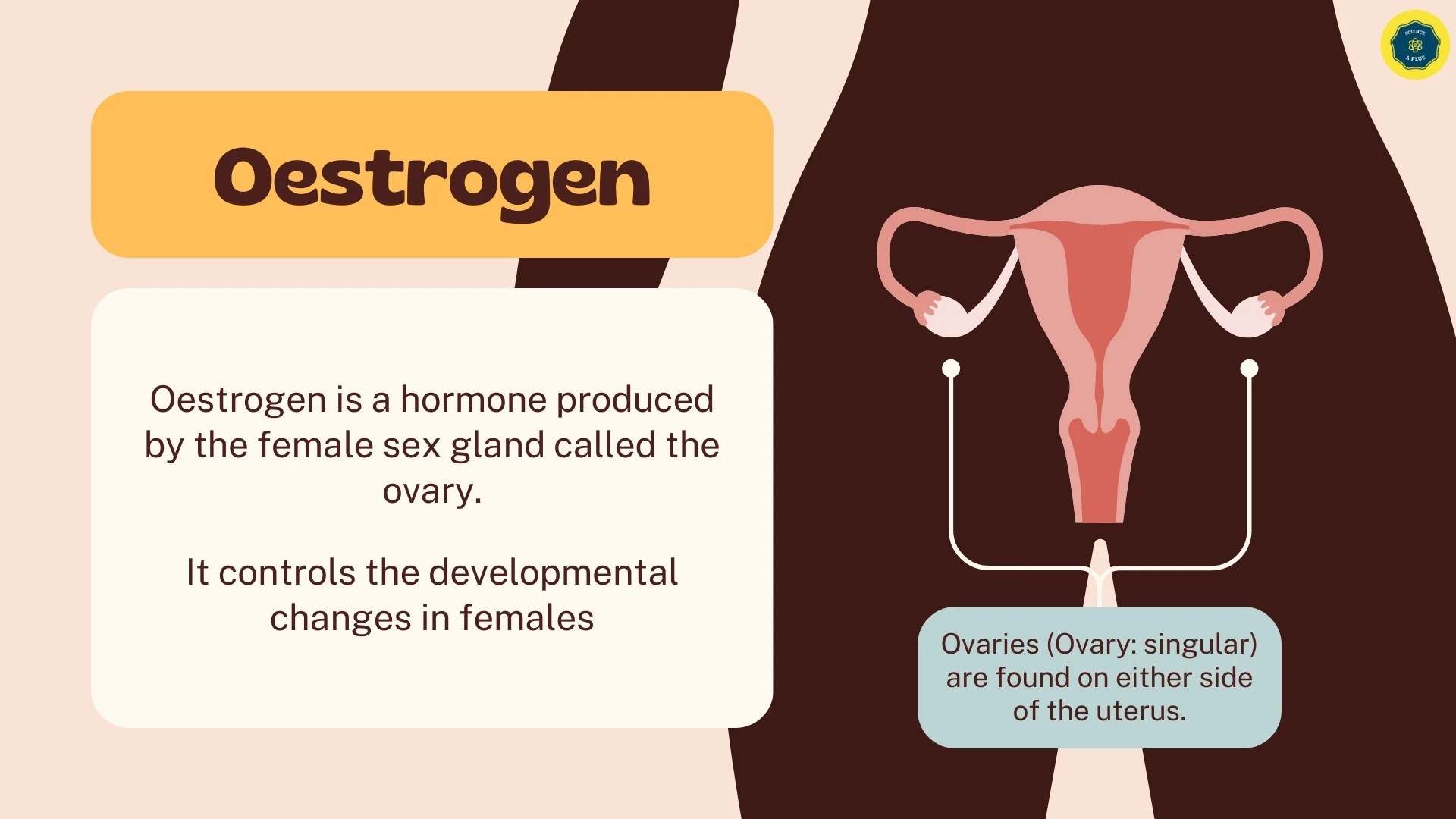 Oestrogen Introduction