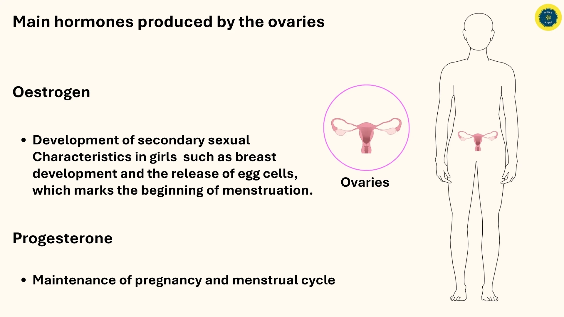 Oestrogen and Progesterone Functions