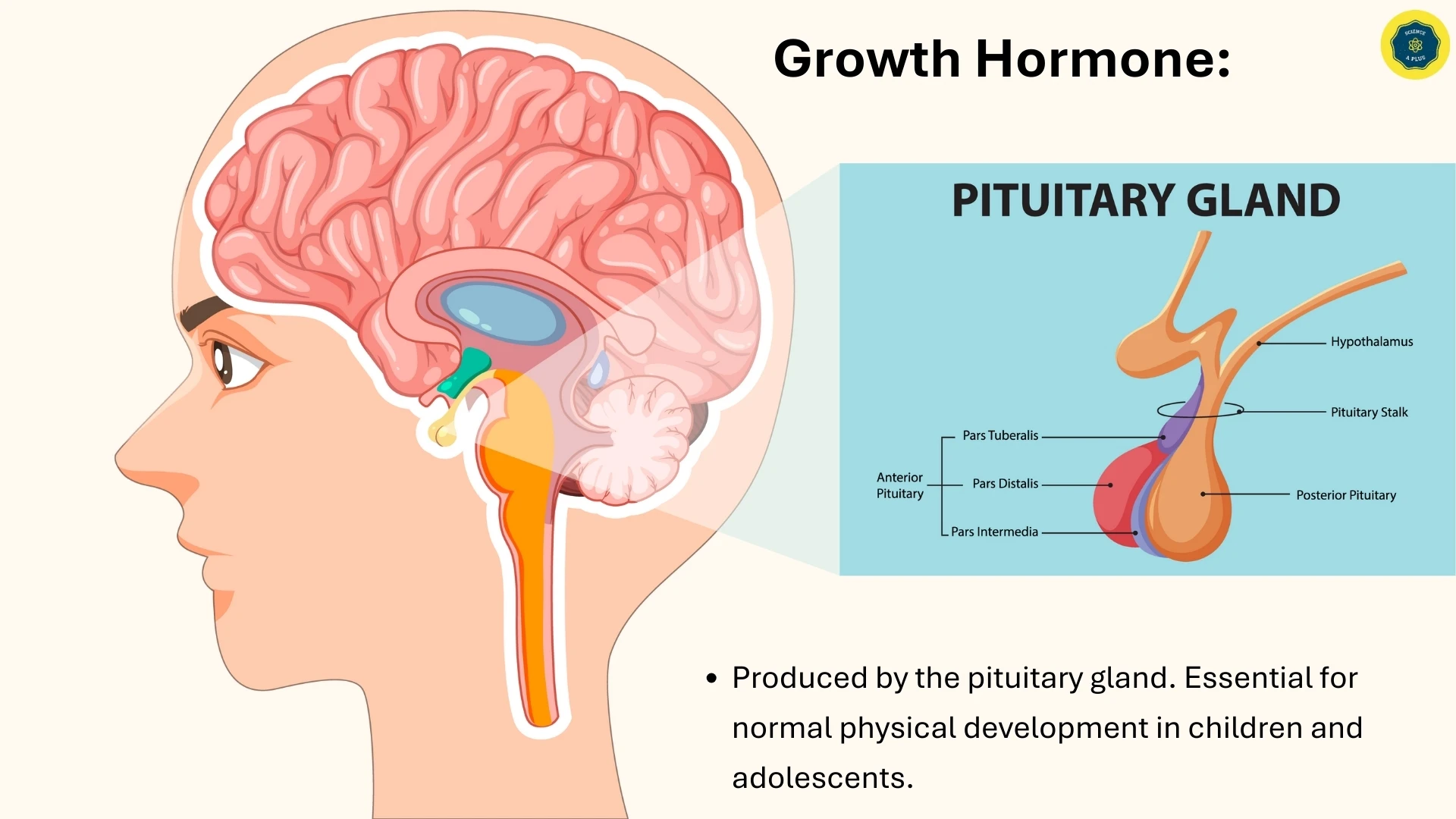 Growth Hormone - Pituitary Gland