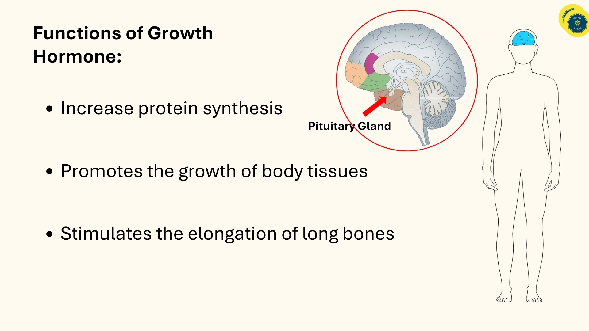 Functions of Growth Hormone