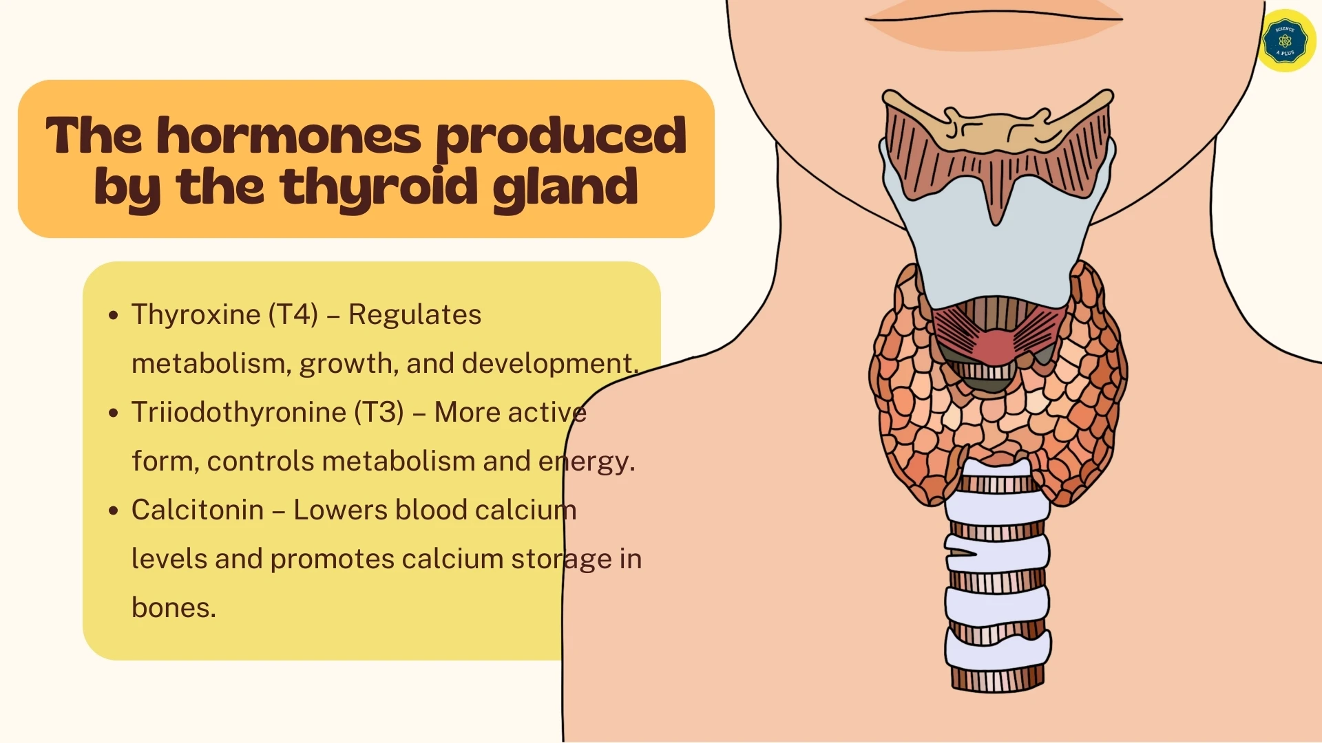 Hormones Produced by Thyroid