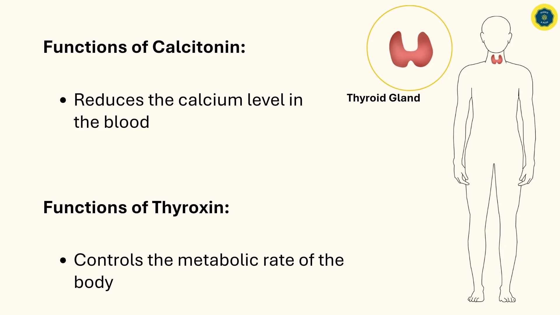 Functions of Calcitonin and Thyroxin