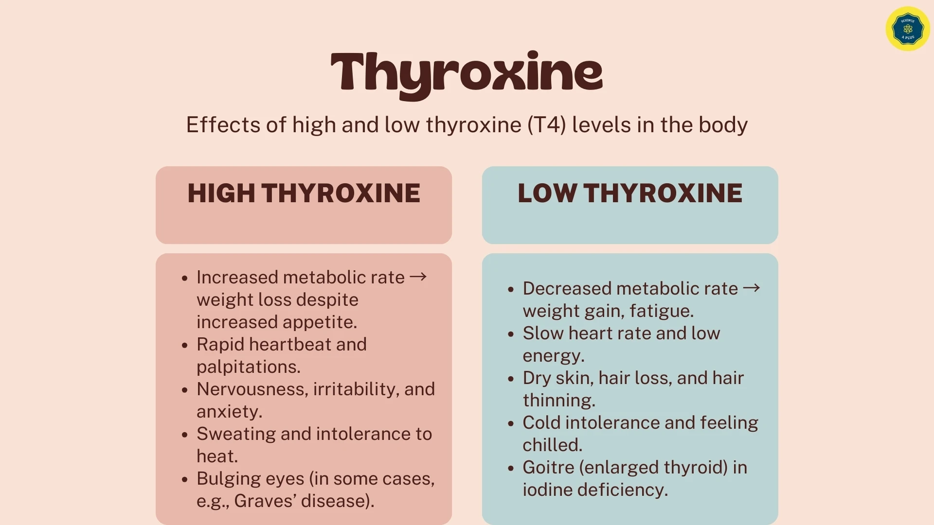 High and Low Thyroxine Effects