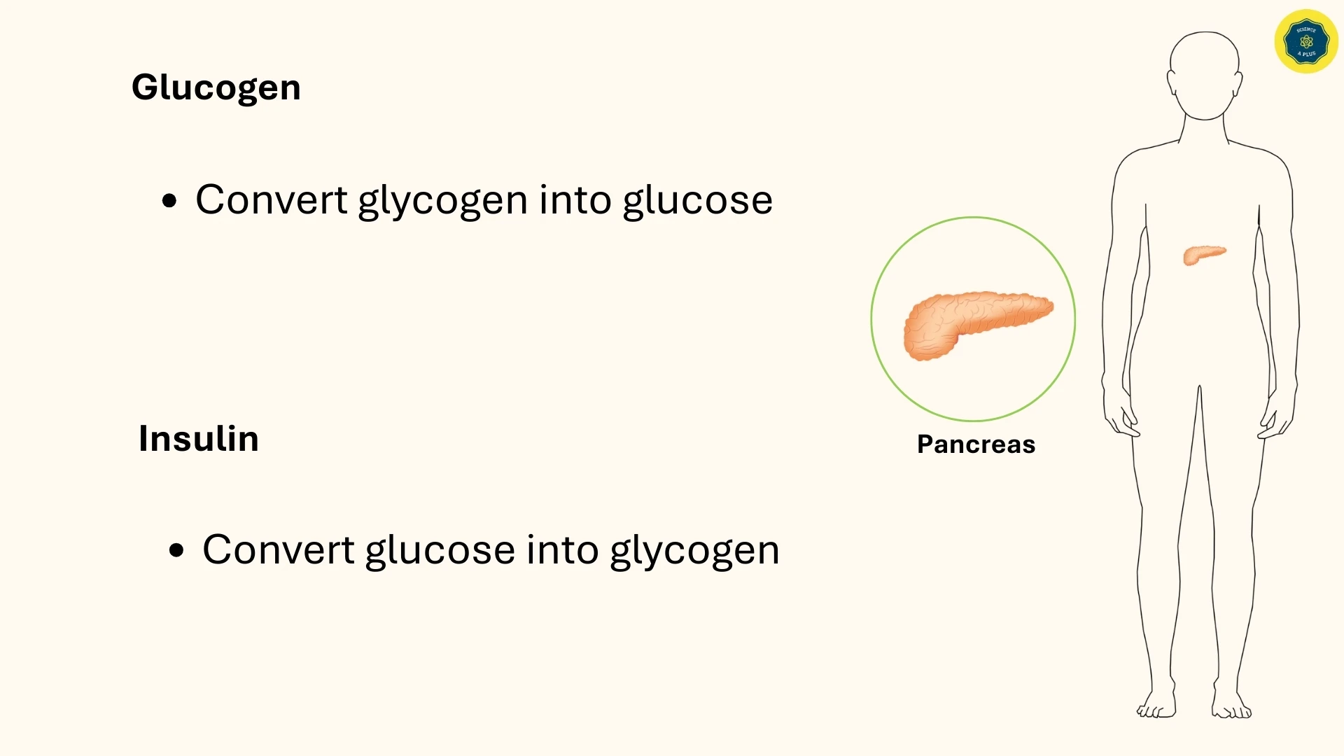 Glucogen and Insulin