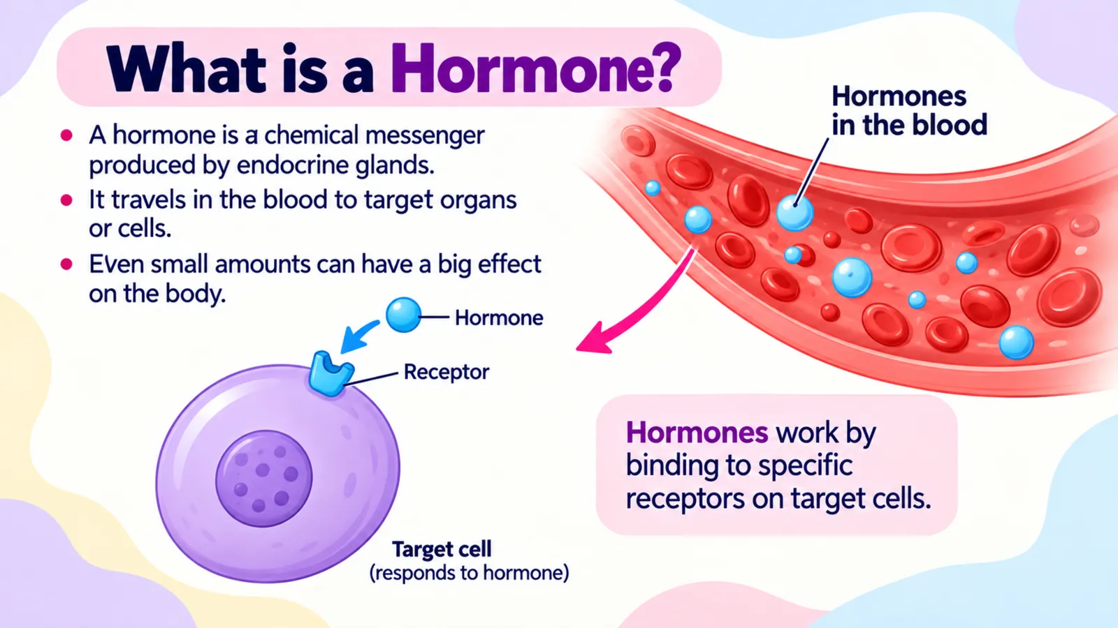 What is a hormone: a chemical messenger made by an endocrine gland, carried in the blood to target cells where it binds to specific receptors