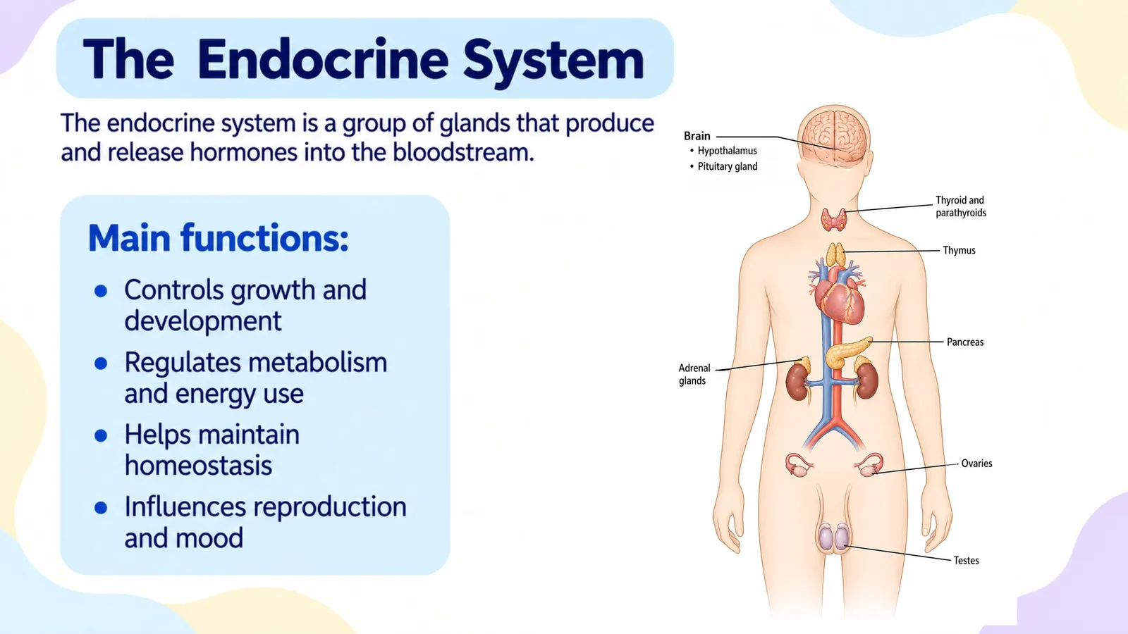 The endocrine system: a group of glands that produce and release hormones into the bloodstream, shown on a body diagram with its main functions