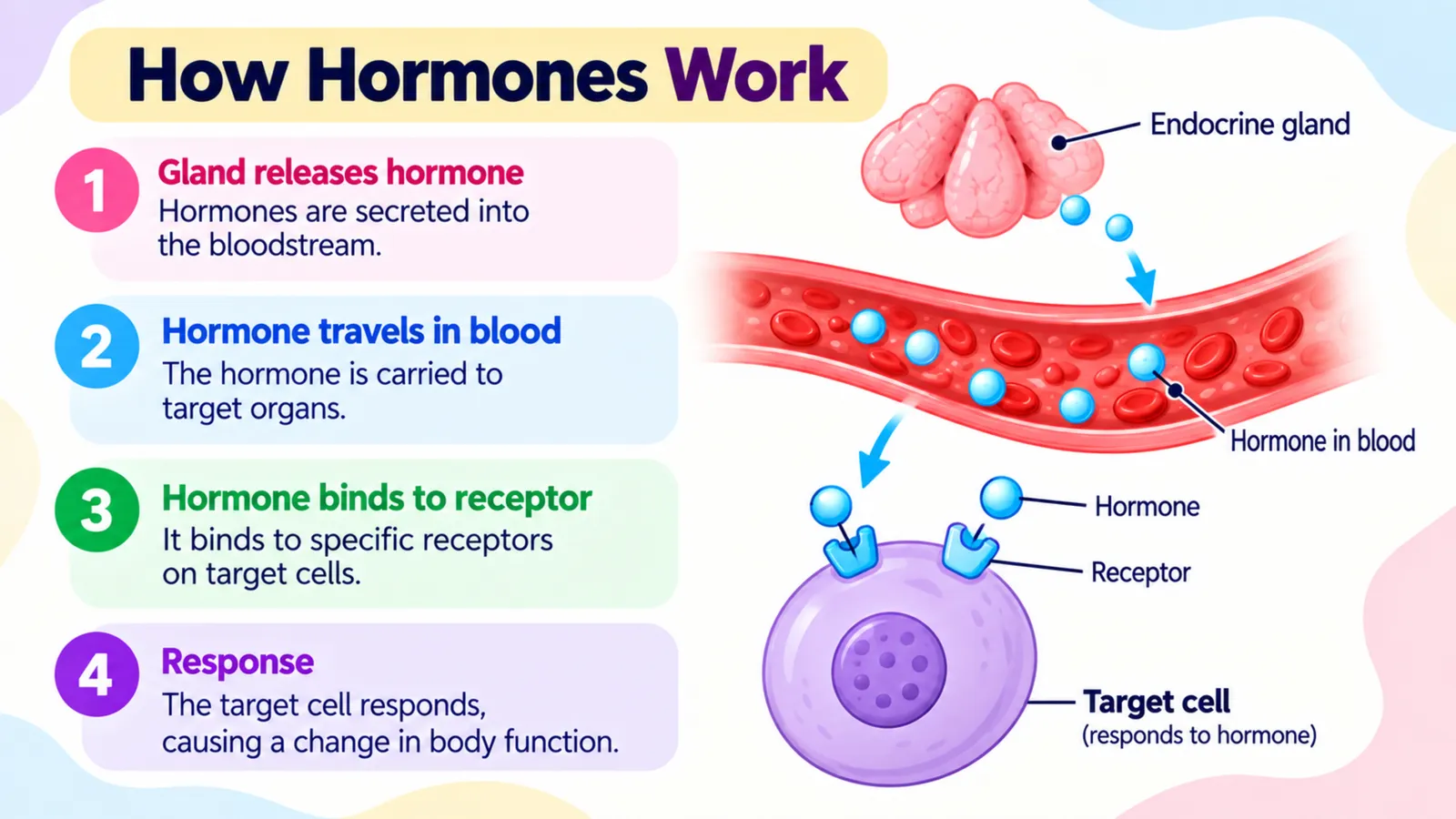 How hormones work in four steps: the gland releases the hormone, it travels in the blood, binds to a receptor on the target cell, and the cell responds