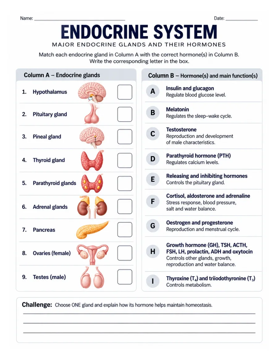 Matching: glands and their hormones worksheet preview
