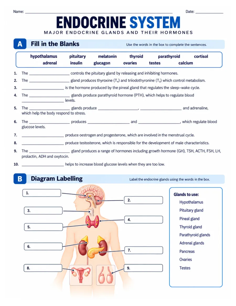 Fill in the blanks and diagram labelling worksheet preview