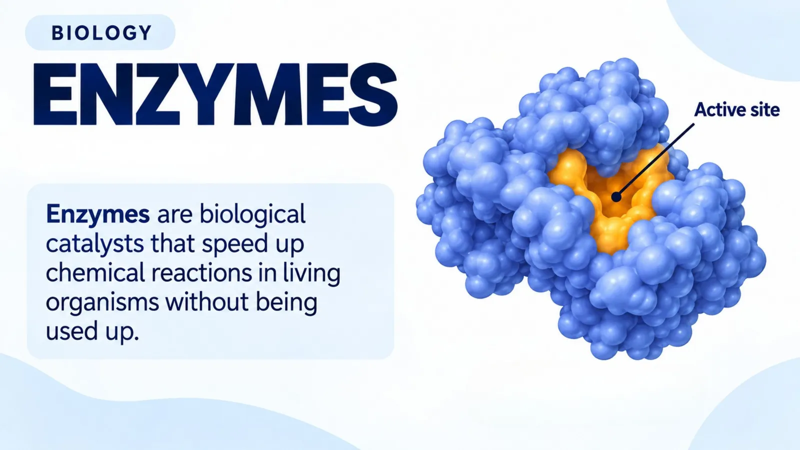 Enzymes are biological catalysts that speed up chemical reactions in living organisms without being used up, with the active site highlighted on a 3D enzyme model