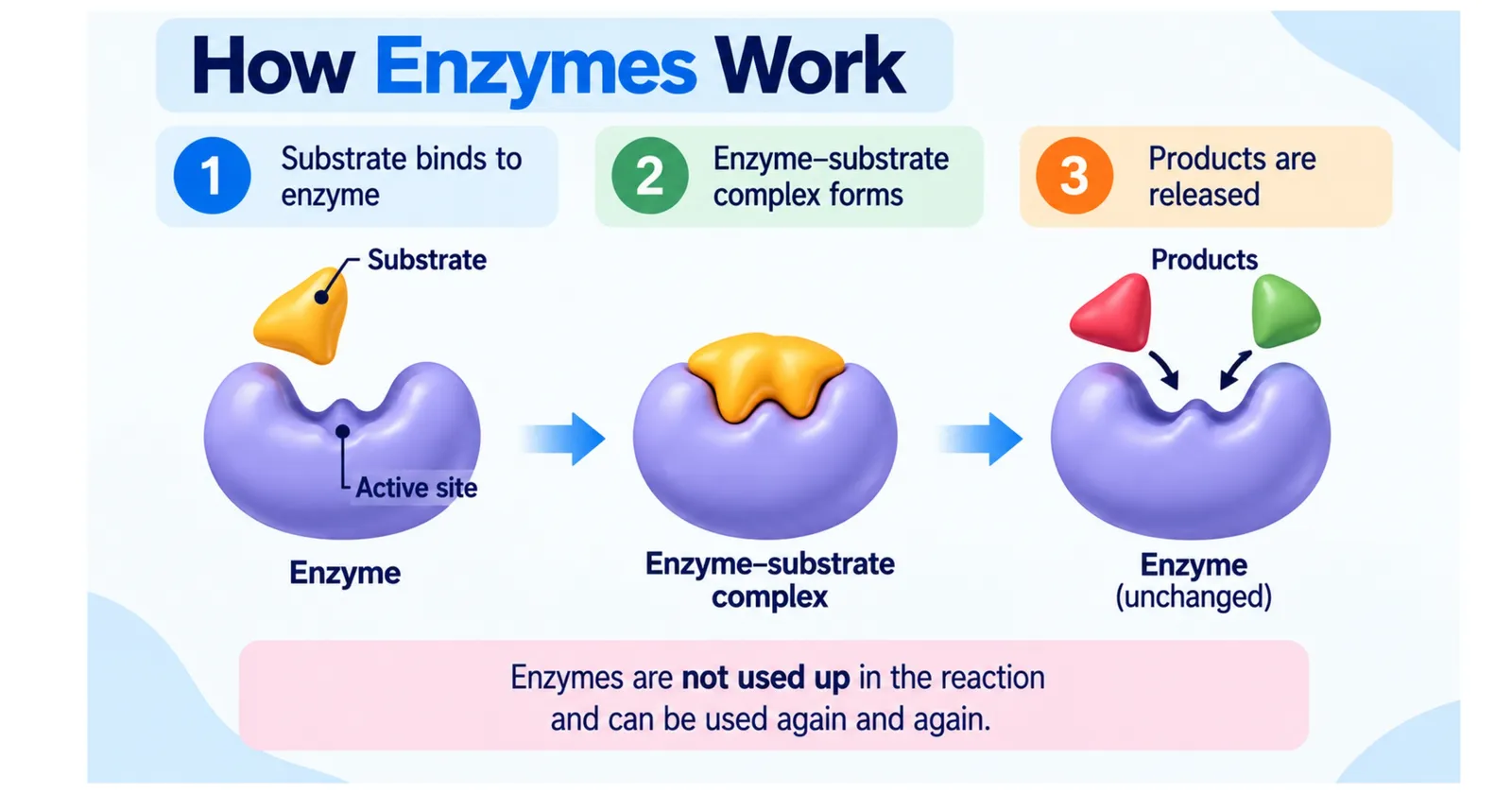 How enzymes work in three steps: substrate binds to the active site, an enzyme-substrate complex forms, products are released and the enzyme is unchanged