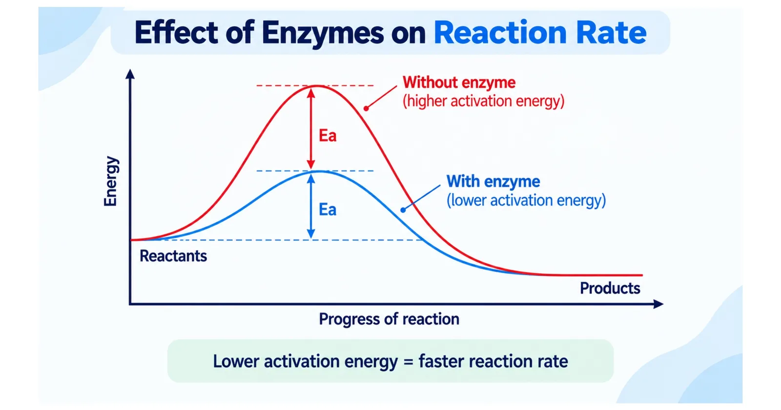 Energy graph comparing a reaction with and without an enzyme: the enzyme gives a lower activation energy peak, so the reaction is faster